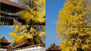 西教寺の銀杏（2017年11月5日）