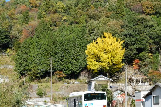 白川喜和田神社の銀杏（2017年11月11日）