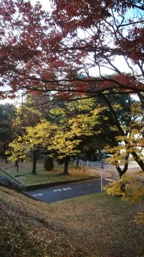 通勤途中の紅葉