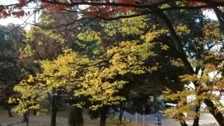 通勤途中の紅葉