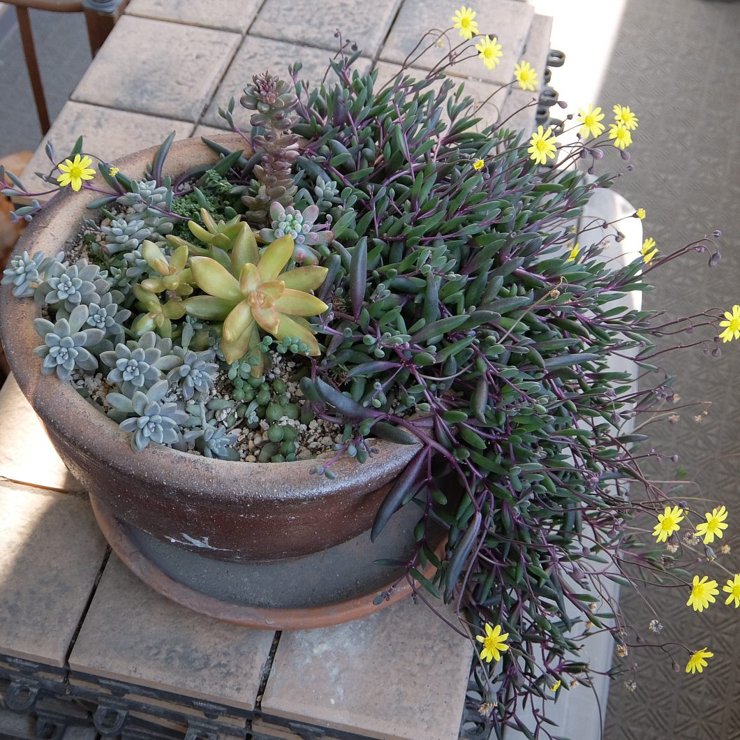 さらに大きくなる多肉植物 おじさんはのんびりと