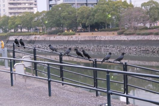 出勤途中のカラス