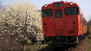 モクレンとキハ40系（芸備線 矢賀〜戸坂）