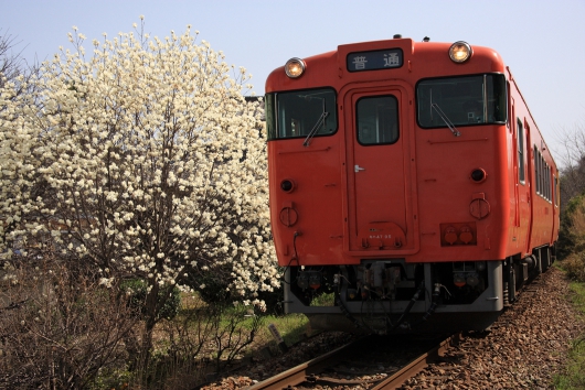 モクレンとキハ40系（芸備線 矢賀〜戸坂）