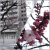 平和大通りで咲く桜