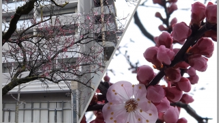 平和大通りで咲く桜