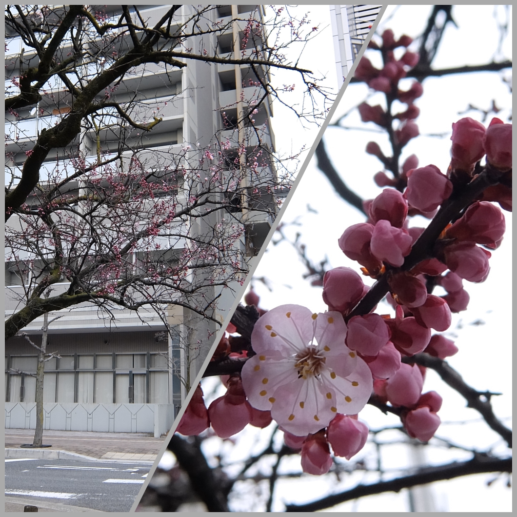 平和大通りの桜も咲く
