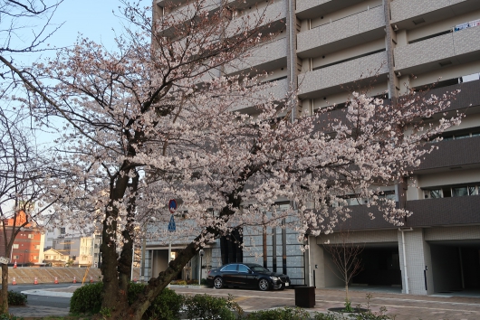 緑大橋そばの桜