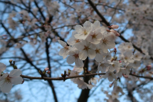 緑大橋そばの桜　アップ