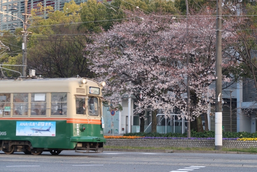 広電電車と桜