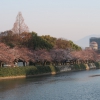 平和記念公園、元安川沿いの桜