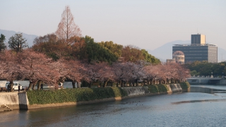 平和記念公園、元安川沿いの桜