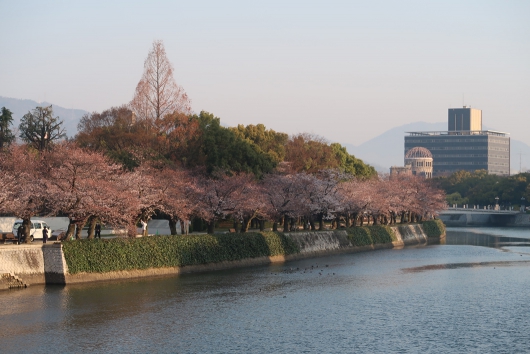 平和記念公園、元安川沿いの桜