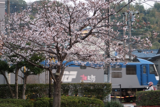 桃太郎と桜