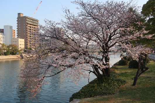 太田川沿いの桜