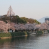 平和記念公園、元安川沿いの桜 3月28日