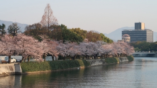 平和記念公園、元安川沿いの桜 3月28日