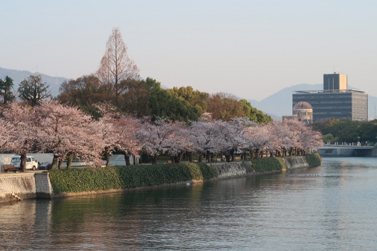 平和記念公園、元安川沿いの桜 3月28日