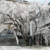 普門寺(広島市中区大手町)の枝垂れ桜