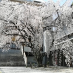 普門寺（広島市中区大手町）の枝垂れ桜