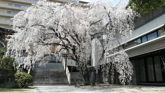 普門寺（広島市中区大手町）の枝垂れ桜