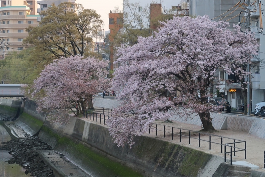 緑大橋そばの桜　橋から