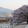 緑大橋そばの桜　遊歩道（？）から