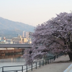 緑大橋そばの桜　遊歩道（？）から