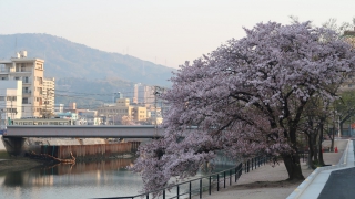 緑大橋そばの桜　遊歩道（？）から