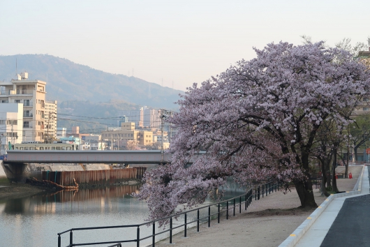 緑大橋そばの桜 遊歩道(?)から