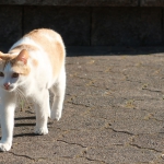 通勤途中の猫さん　近寄る