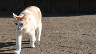 通勤途中の猫さん　近寄る