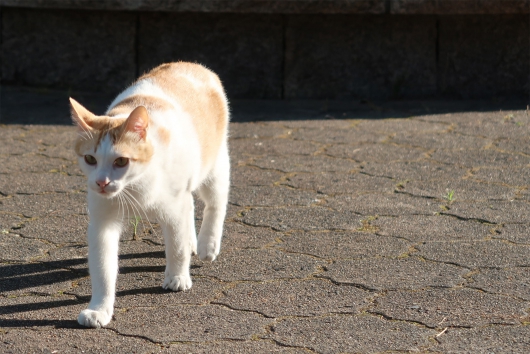 通勤途中の猫さん　近寄る