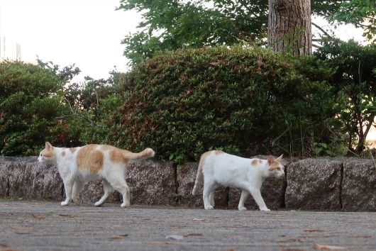 通勤途中の猫さん　仲間と挨拶