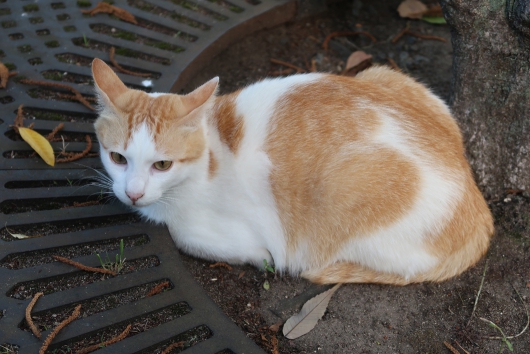 通勤途中の猫さん　くつろぐ