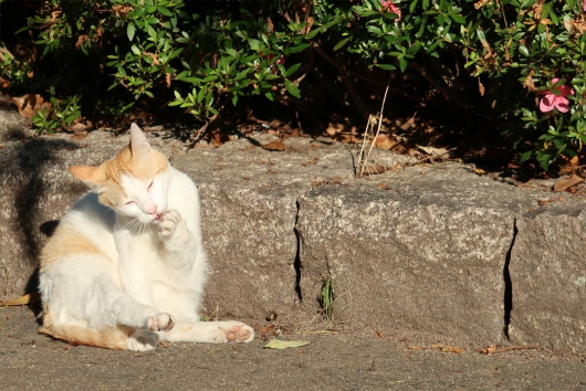 通勤途中の猫さん　足をなめる