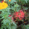 Thumbnail of post image 183