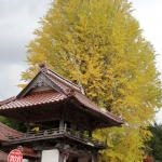 西教寺の大銀杏 2018年å