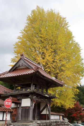 西教寺の大銀杏 2018年10月