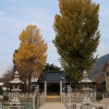 友廣神社の銀杏