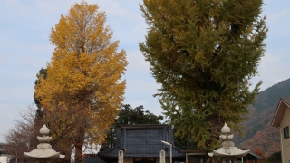 友廣神社の銀杏