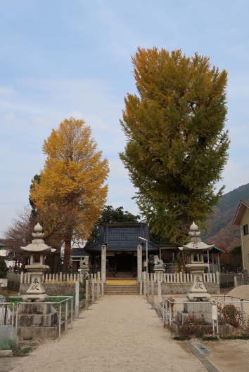 友廣神社の銀杏