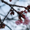公園に咲いていた気の早い桜(2019年2月16日)