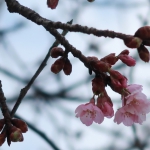 公園に咲いていた気の早い桜（2019年2月16日）