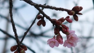 公園に咲いていた気の早い桜（2019年2月16日）