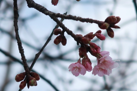 公園に咲いていた気の早い桜（2019年2月16日）