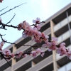 平和大通り 広島トヨペットそばの桜