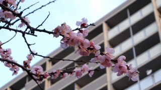 平和大通り 広島トヨペットそばの桜