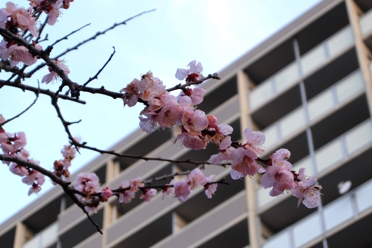 平和大通り 広島トヨペットそばの桜