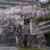 普門寺（広島市中区）の桜